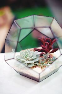 Close-up of potted plant on table