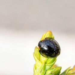 Close-up of over white background