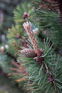Close-up of pine cone on tree