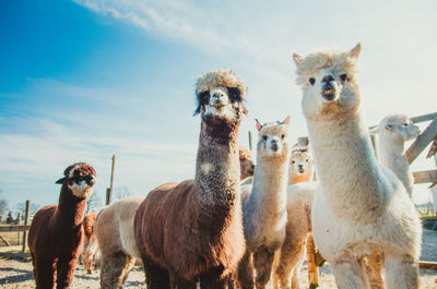 Group of cute alpacas looking at camera eating and smiling