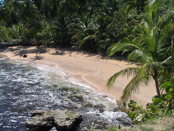 Scenic view of palm trees on beach