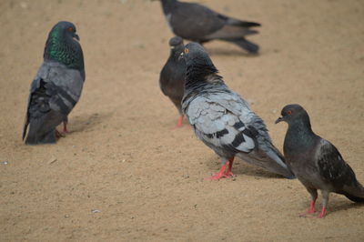 Close-up of pigeons