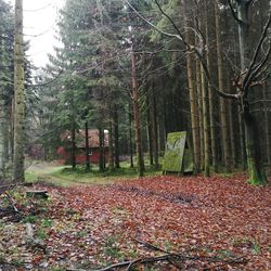 Trees in forest during autumn