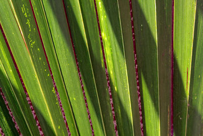 Full frame shot of succulent plant