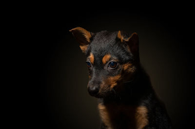 Dramatic portrait of a small dog on a black background. lonely dog in the dark