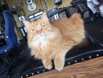 Portrait of cat sitting on car