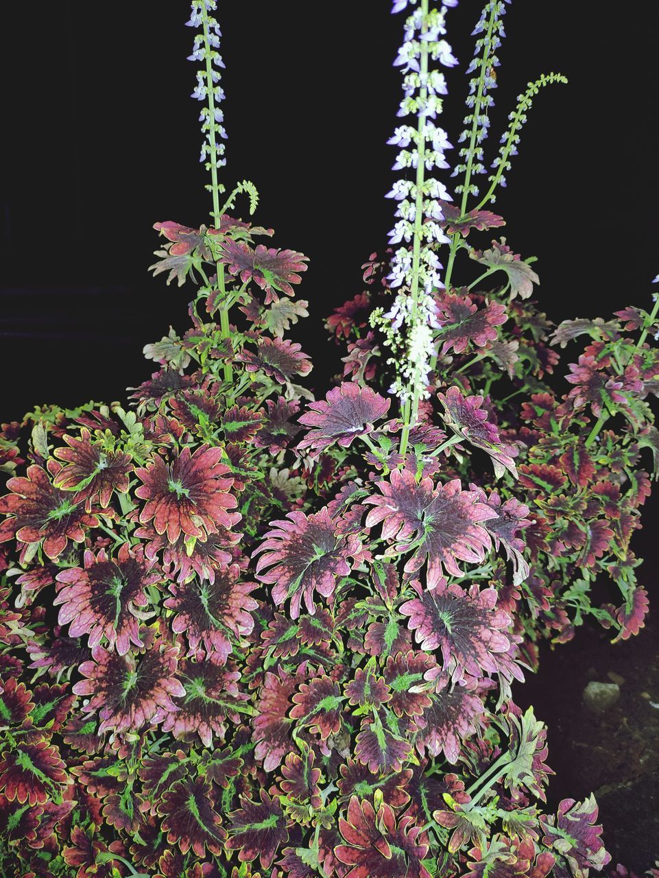 CLOSE-UP OF FLOWERING PLANT