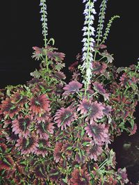 Close-up of pink flowering plants