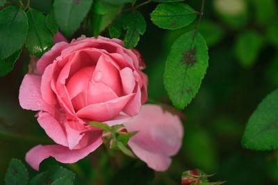 Close-up of pink rose