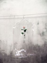 Dry cleaning bag with rose hanging against wall