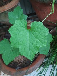 High angle view of wet leaves