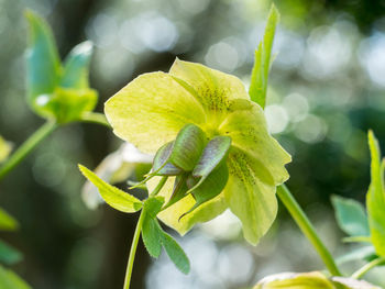 Close-up of green plant
