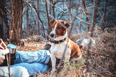 Low section of man relaxing by dog on field in forest