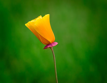 Close-up of yellow flower blooming