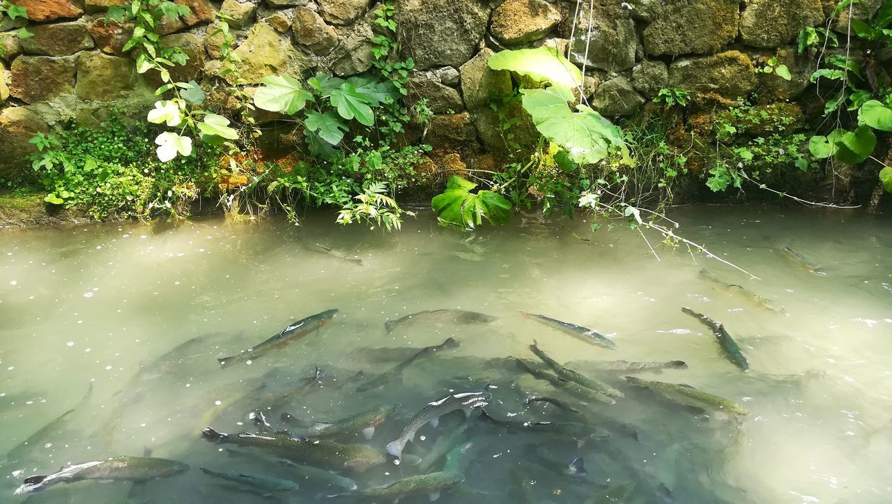 HIGH ANGLE VIEW OF FISH UNDERWATER