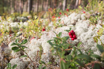 Red berries growing on tree