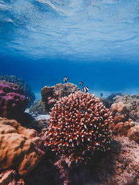 Fish swimming in sea
