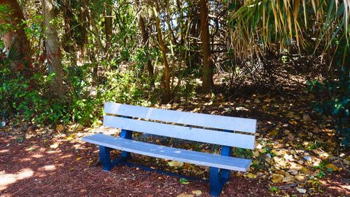 Bench against trees