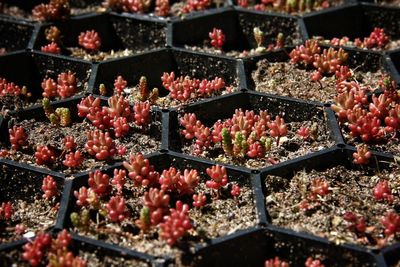 High angle view of fruits for sale in market