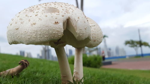 Close-up of mushroom growing on field