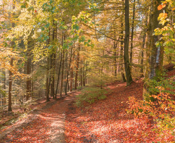 Trees in forest during autumn