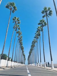 Low angle view of palm trees against clear blue sky