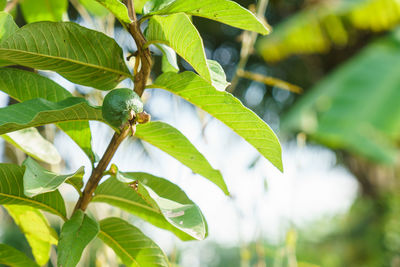 Close-up of fresh green leaves on plant