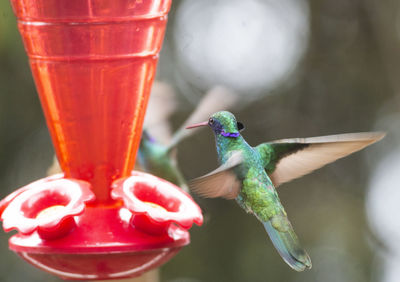 Close-up of bird flying