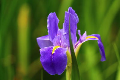 Close-up of purple iris