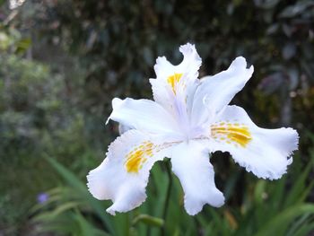 Close-up of white flower blooming outdoors