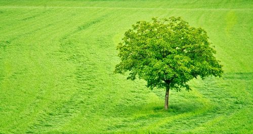 Tree in field