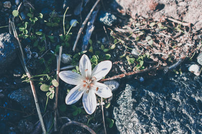 High angle view of white flowering plant