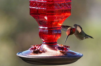 Close-up of bird in glass