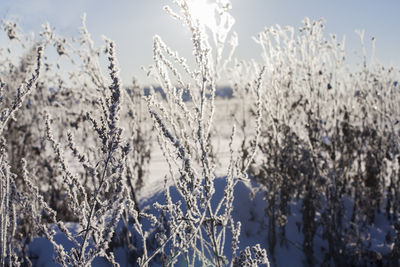 Close-up of frozen plants during winter