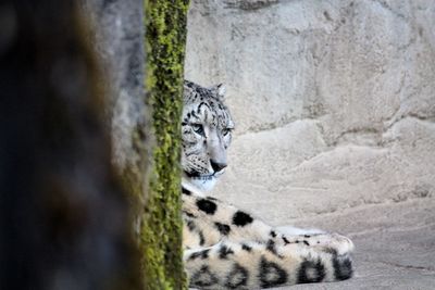 Close-up of tiger sitting by weathered wall