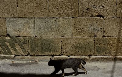 View of a dog on wall