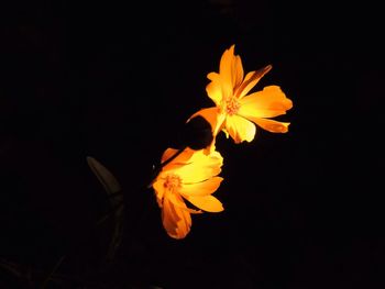 Close-up of flower over black background