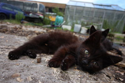 Close-up of cat relaxing outdoors