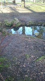 Footpath in forest