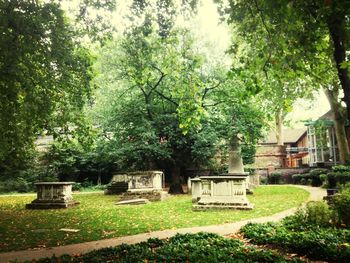 Trees on grassy field