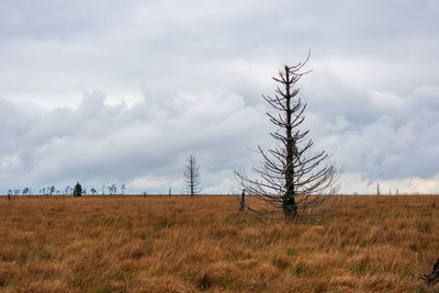 Bare tree on field against sky