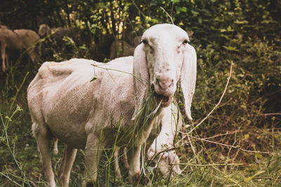 Portrait of goat standing on plants