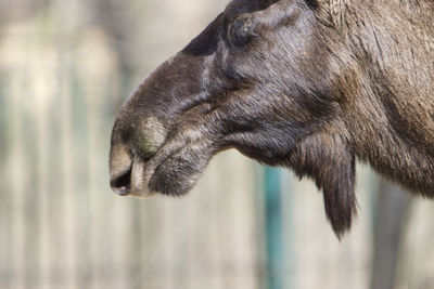 Close-up of an animal