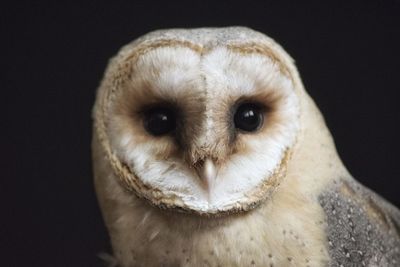 Owl portrait 