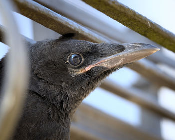 Close-up of a bird looking away