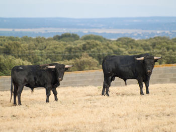 Cows grazing on field against sky