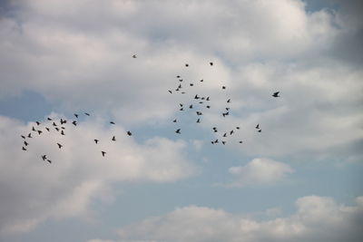 Low angle view of birds flying against sky