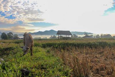 Horses in a field