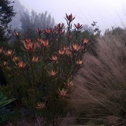 Flowering plants on field against sky