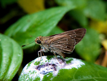 Close-up of butterfly pollinating flower